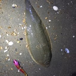 シタビラメ
