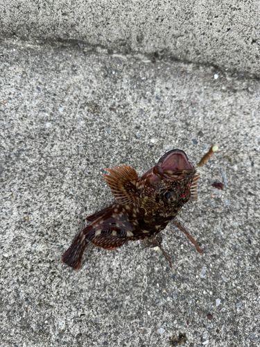 カワハギの釣果