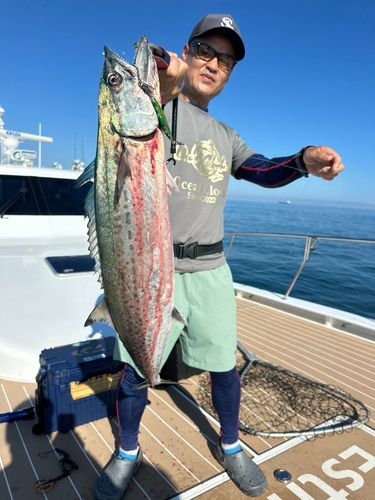 サワラの釣果