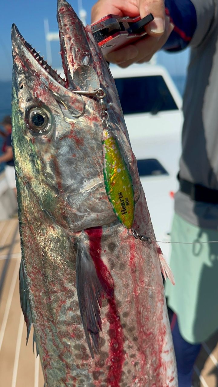 t.c.youheiさんの釣果 2枚目の画像