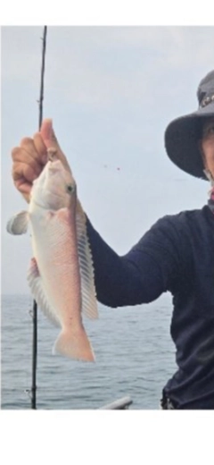 シロアマダイの釣果