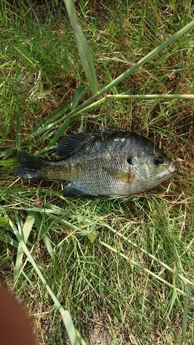 ブルーギルの釣果