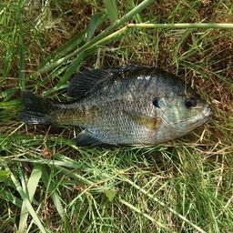 ブルーギル