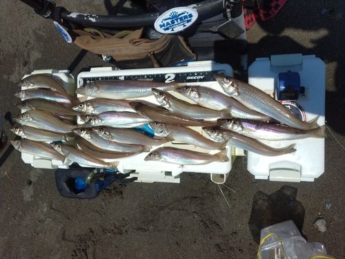 シロギスの釣果