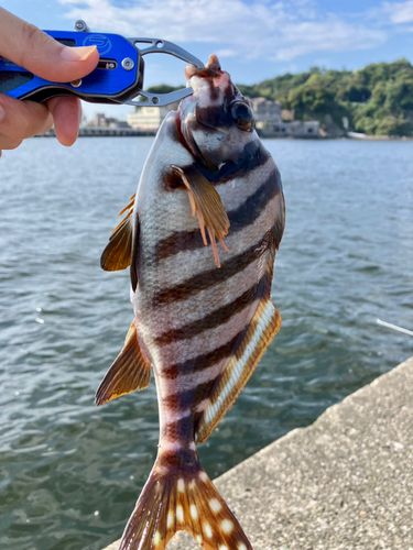 タカノハダイの釣果