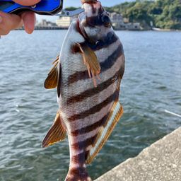 タカノハダイ