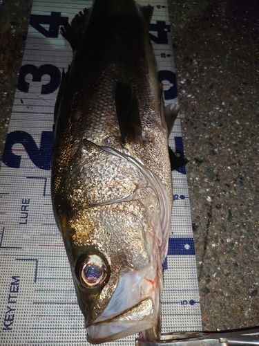 シーバスの釣果