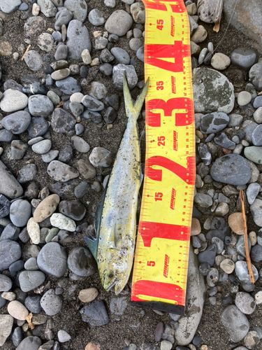 シイラの釣果