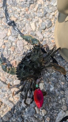 モクズガニの釣果
