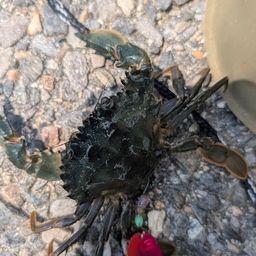 モクズガニ