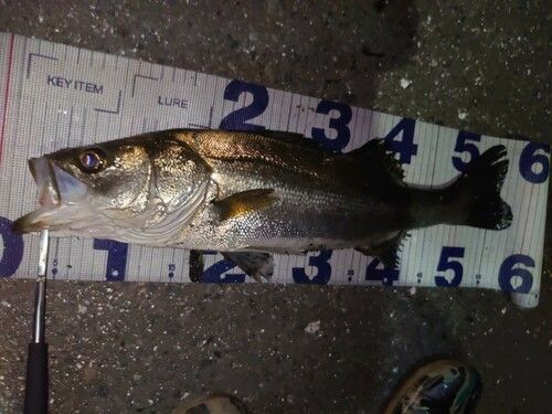 フッコ（マルスズキ）の釣果