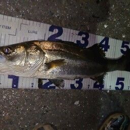 フッコ（マルスズキ）