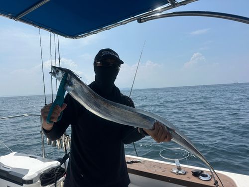 タチウオの釣果