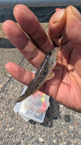 ハゼの釣果