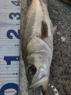 フッコ（マルスズキ）の釣果