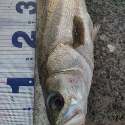 フッコ（マルスズキ）