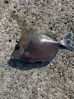 サンノジの釣果