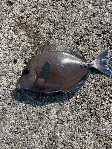サンノジの釣果