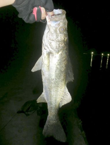 シーバスの釣果