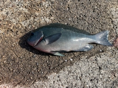 グレの釣果