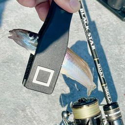 シロギス