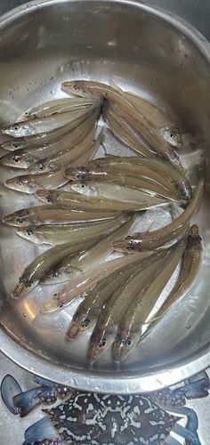 キスの釣果