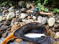 ヤマメの釣果