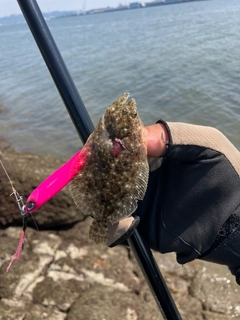 ソゲの釣果