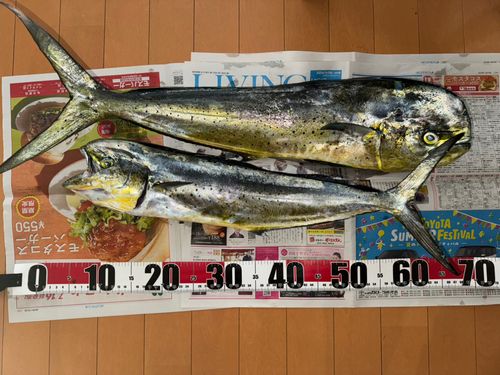 シイラの釣果