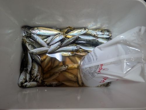 マアジの釣果