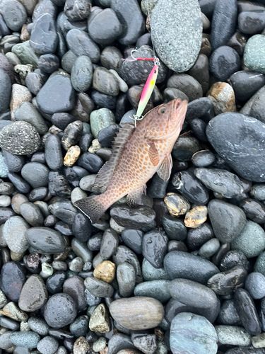 オオモンハタの釣果