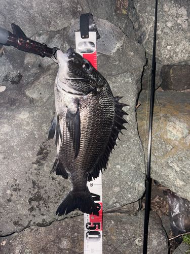 クロダイの釣果