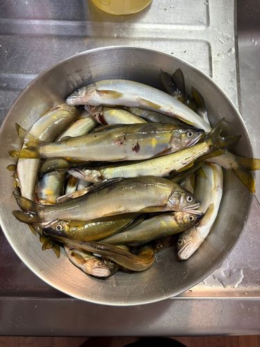 アユの釣果