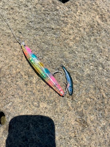 キビナゴの釣果