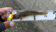 ハゼの釣果