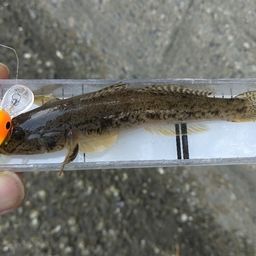 ハゼ