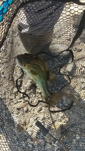 ラージマウスバスの釣果