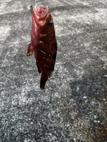 キジハタの釣果