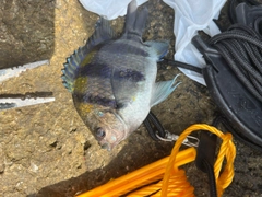 釣果