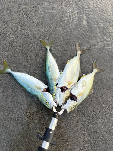 ショゴの釣果