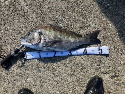 チヌの釣果