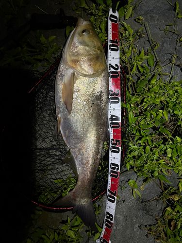 ハクレンの釣果