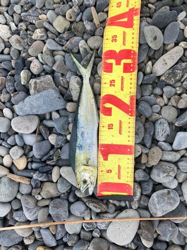 シイラの釣果