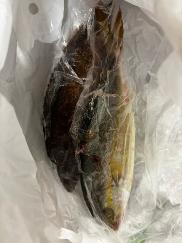 ネリゴの釣果