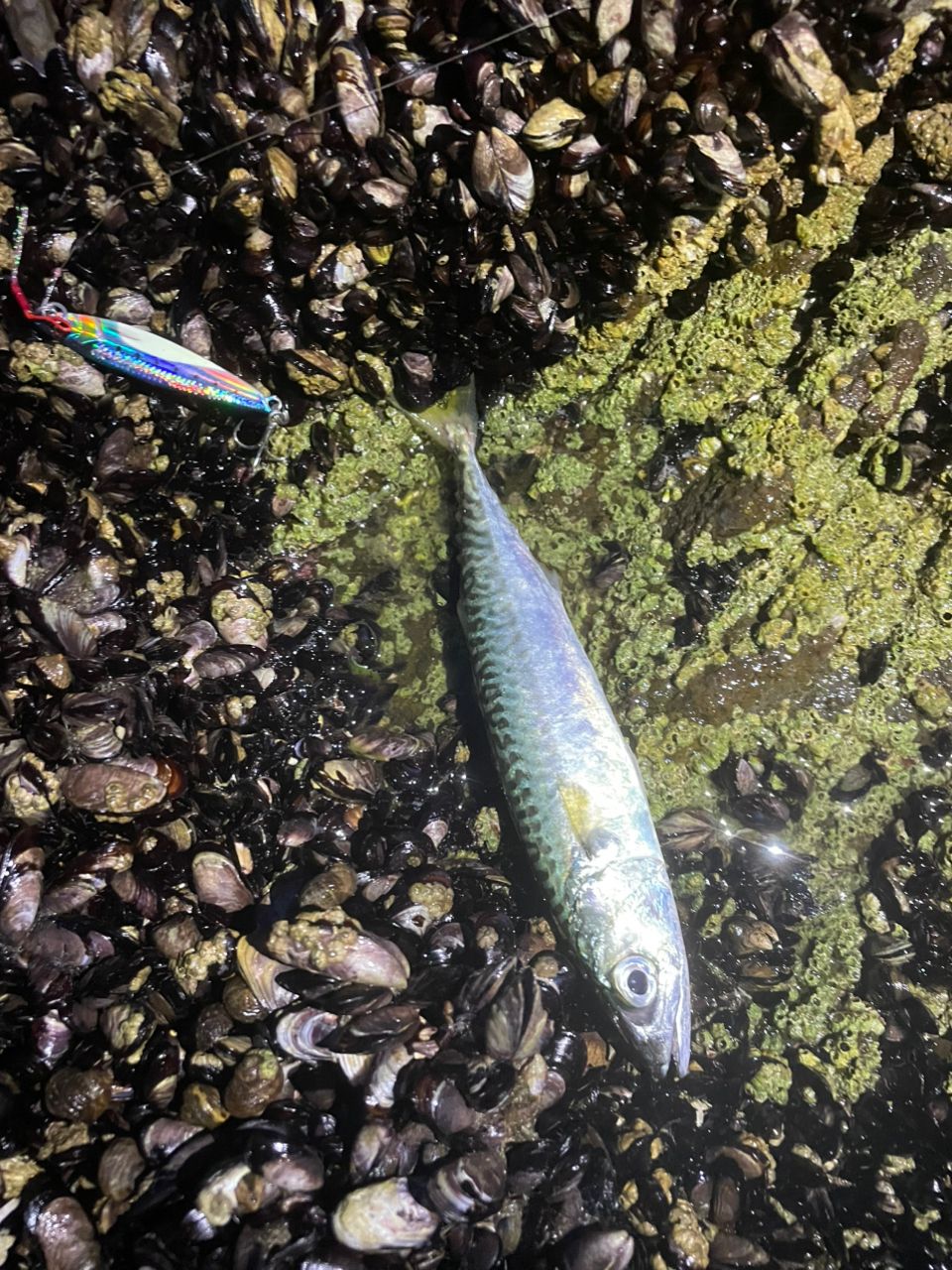 ヒラメ