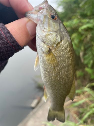 スモールマウスバスの釣果