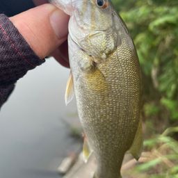 スモールマウスバス