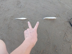 シロギスの釣果