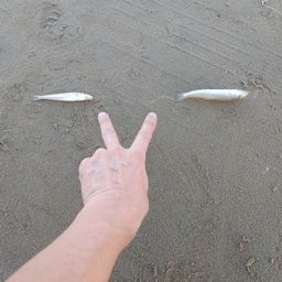 シロギス