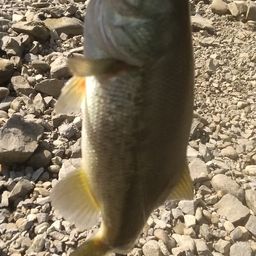 ラージマウスバス